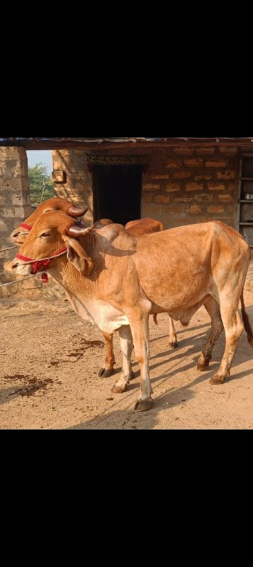 ગોઢલા વેચવાના છ...