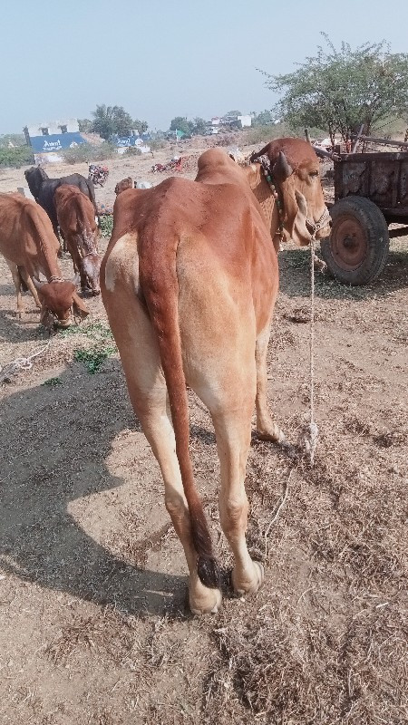 ભરત વેચવાનો છે...