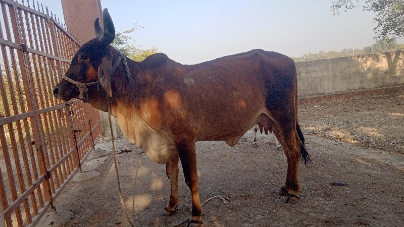 ગાય વેચવાની છે...