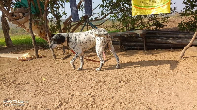 ડાલમેયસનકુતરૈ