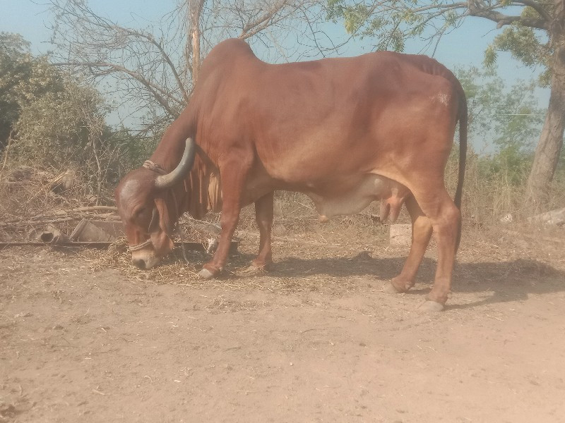 દેશી ગીર ગાય વે...