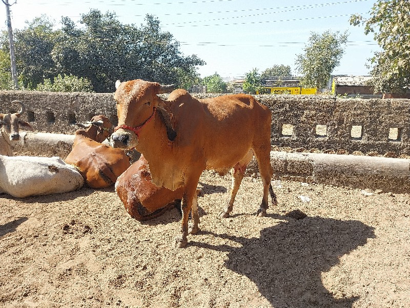 વેચવાની સે