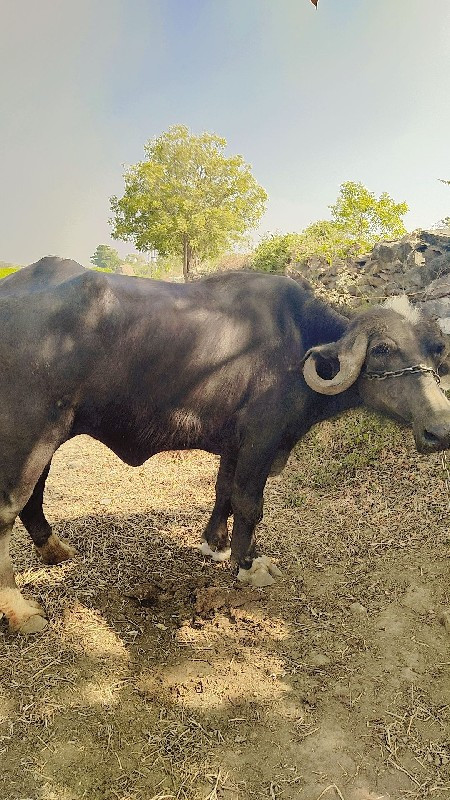 ખડેલું વેસવાનું...