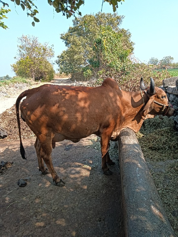 ગાય