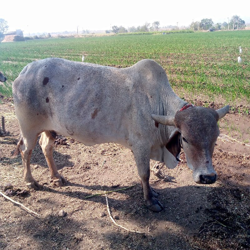 આ ગાય વેચવાની છ...