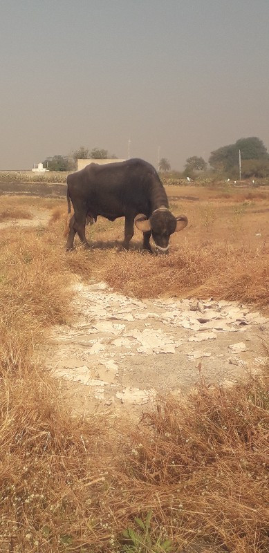 ભીમસીભાઇ