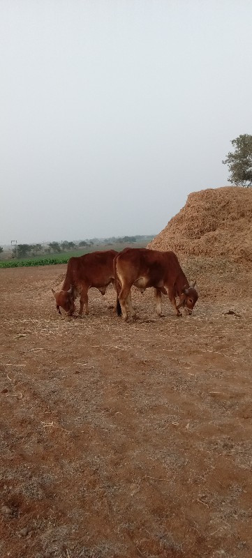 ગોઢલા વેચવાના છ...