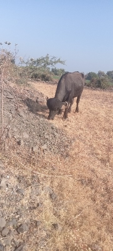 પાડો