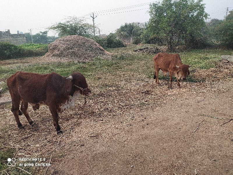 ગોઢલા વેસવા ના...