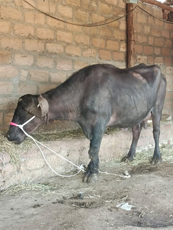 ભેંસ વેચવાની છે