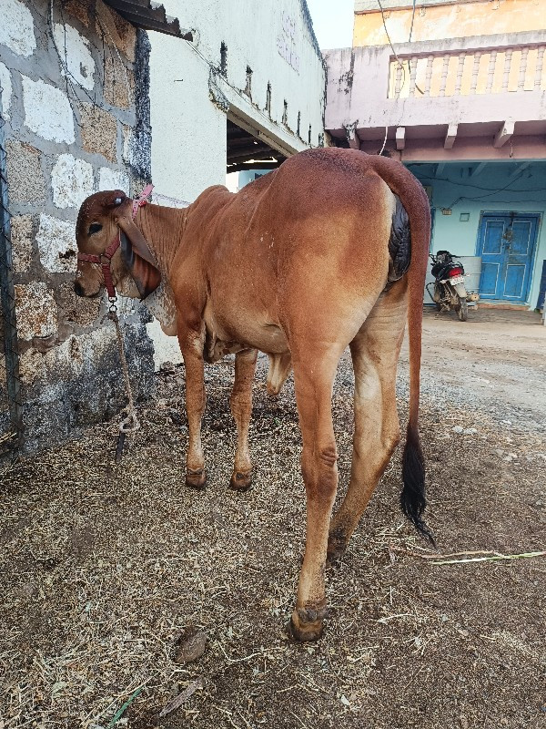 ગીર