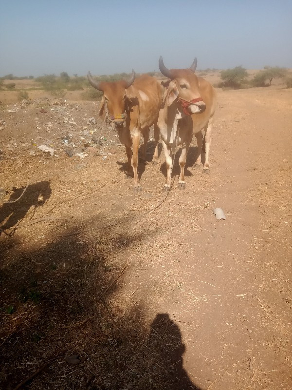 ગાડામાં ચાલુ કપ...