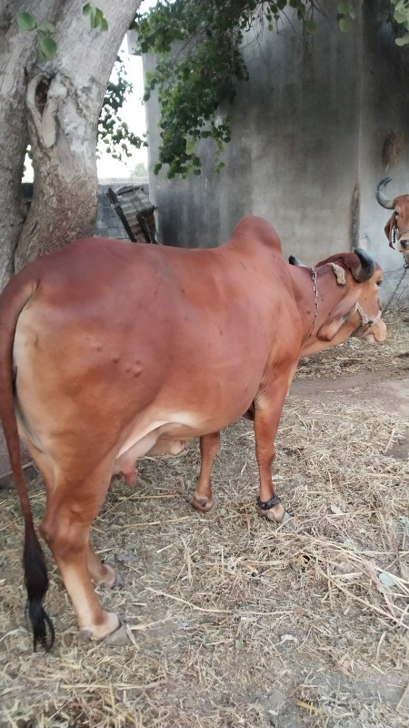 ગાય 🐮🐄 વેચવાની...