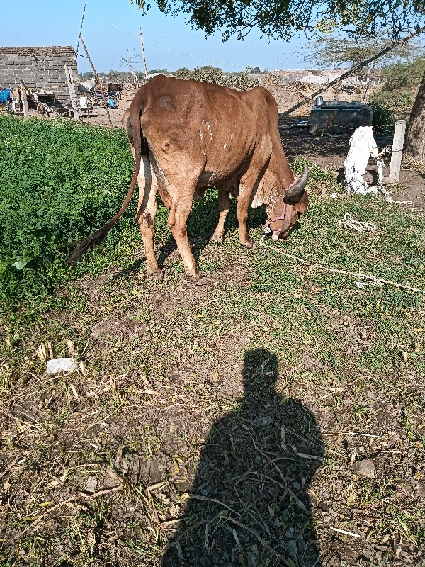 ગીર ગાય વેચવાની...