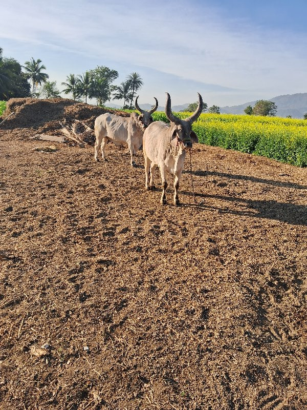 બળદ વેચવા ના છે