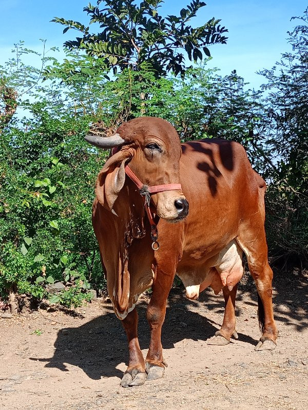 ગિર ગાય