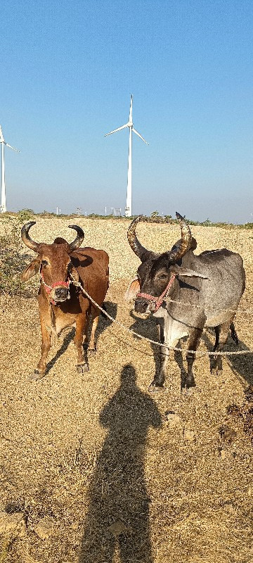 બળદ વેચવા ના છે...