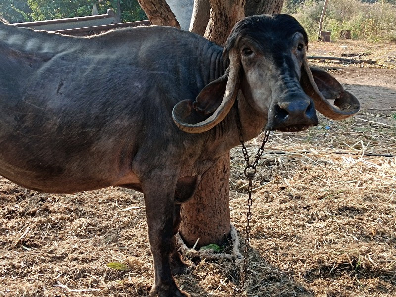 બે ભેશુ