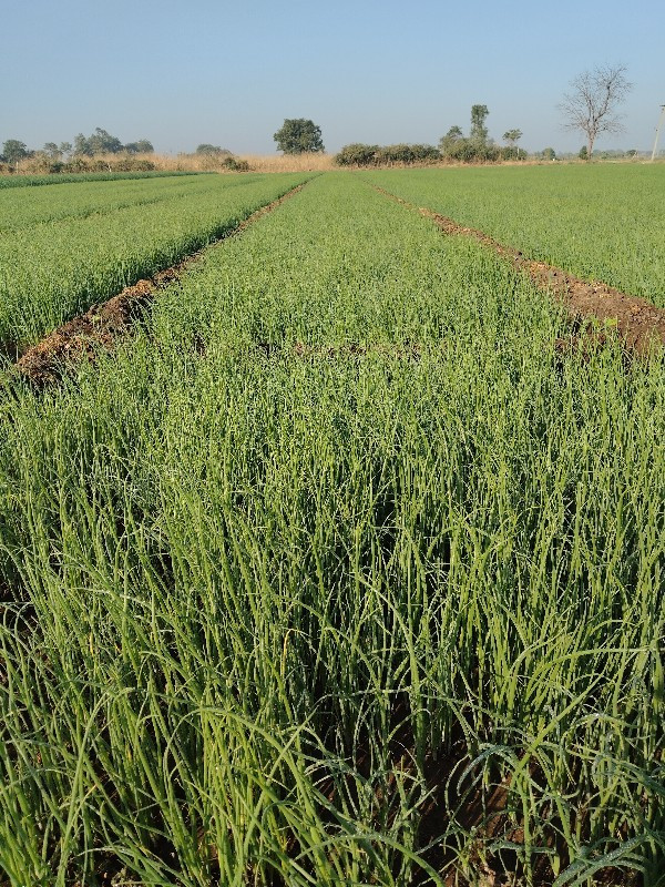 લાલ અને સફેદ બુ...