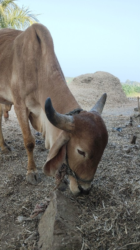 બળદ વેસવા નો છે...