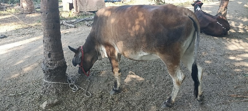 એશબ ઓડકિ  વેસવા...