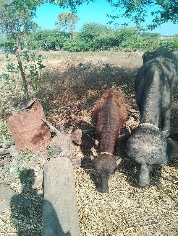 ભેસવેચવાનિસે