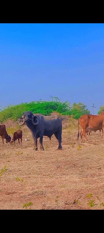 પાડો વેચવાનો છે