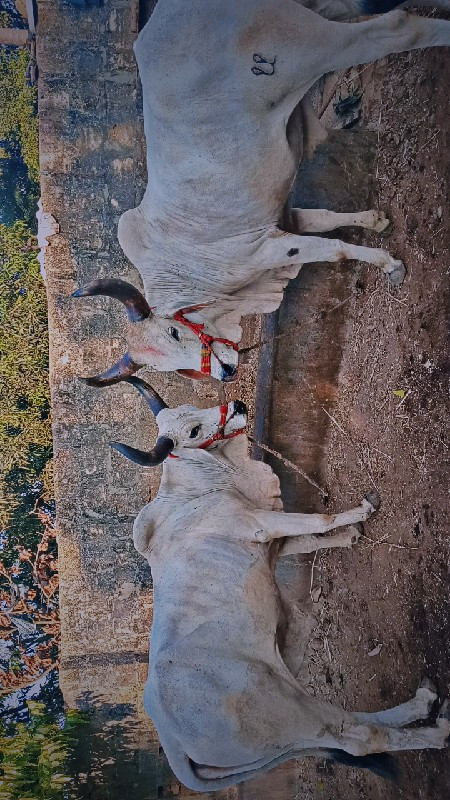 ગોઢલા વેચવાના છ...