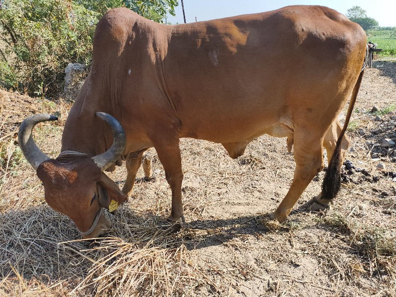 ગાય વેચવાની ચોથ...