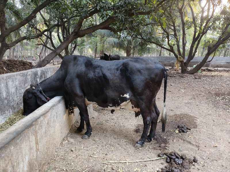 એચ એફ ક્રોસ ગાય...