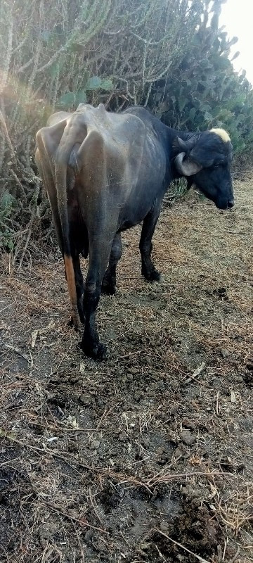 આ ભેંસ વેચવાની...