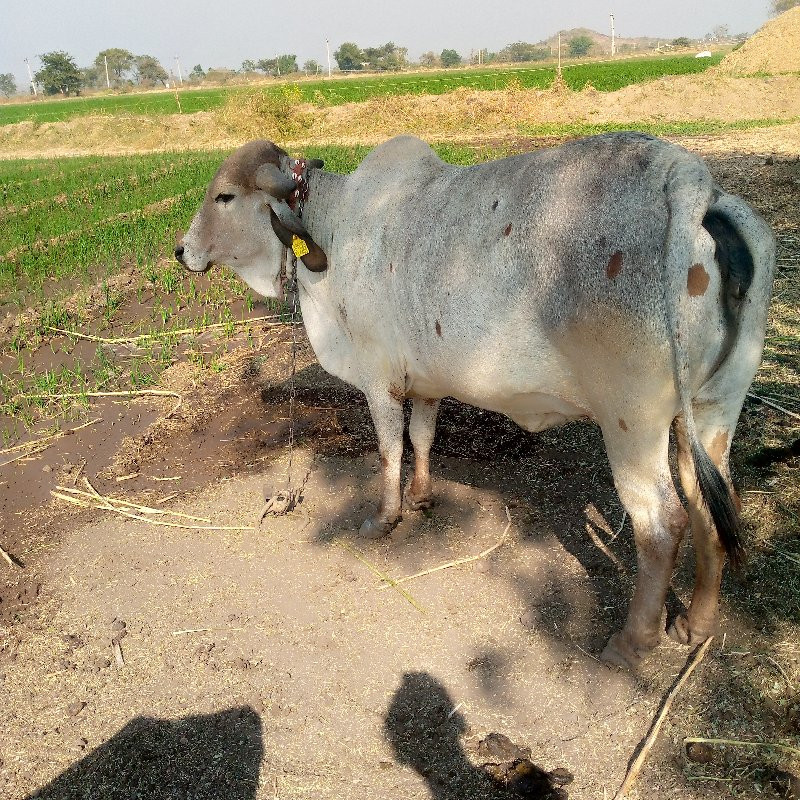 આ ગાય વેચવાની છ...