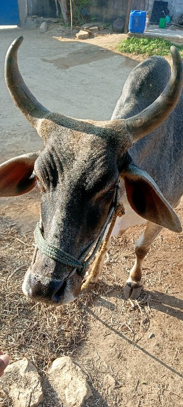 પેલી ધરના ગોદલા...