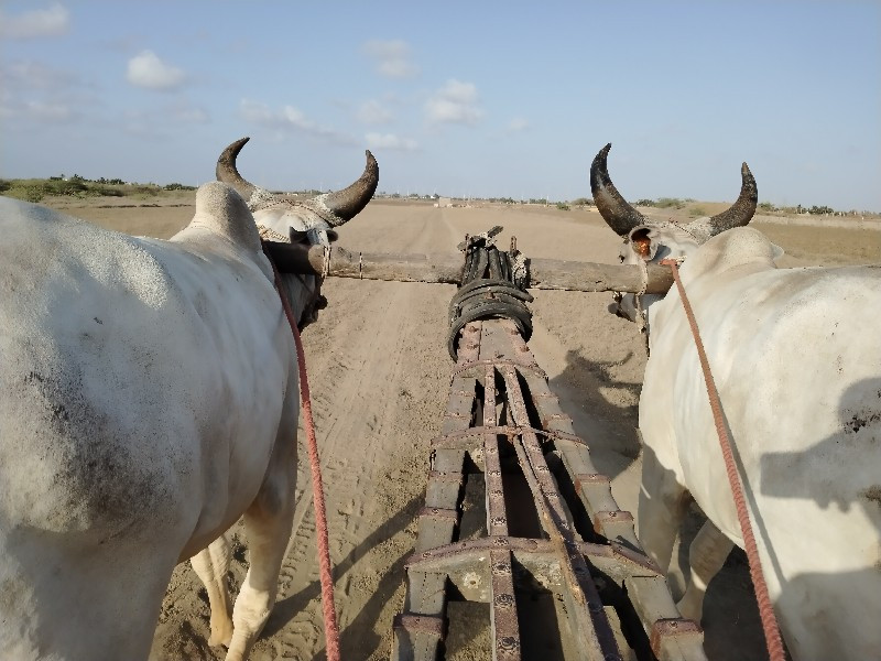 ગોદલા  દાદપુરા