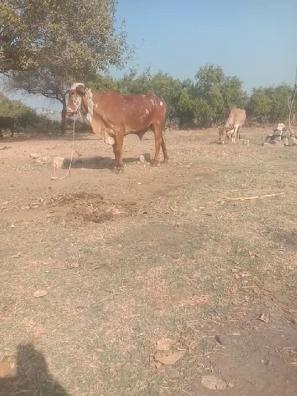 ગોઢલો વેસવા છે