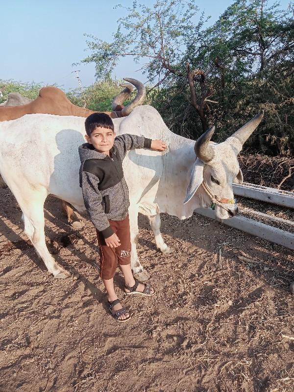 બળદ વેચવાનો છે