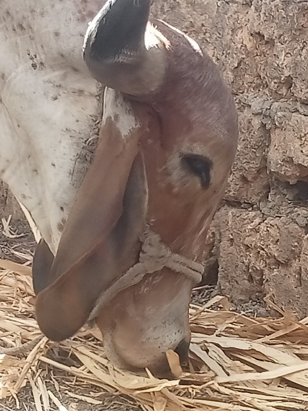 ગાય વેચવાની છે