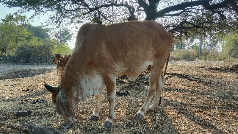 ગિર પાસાર