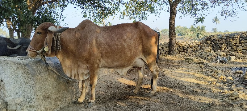 ગાય વેચવાની છે