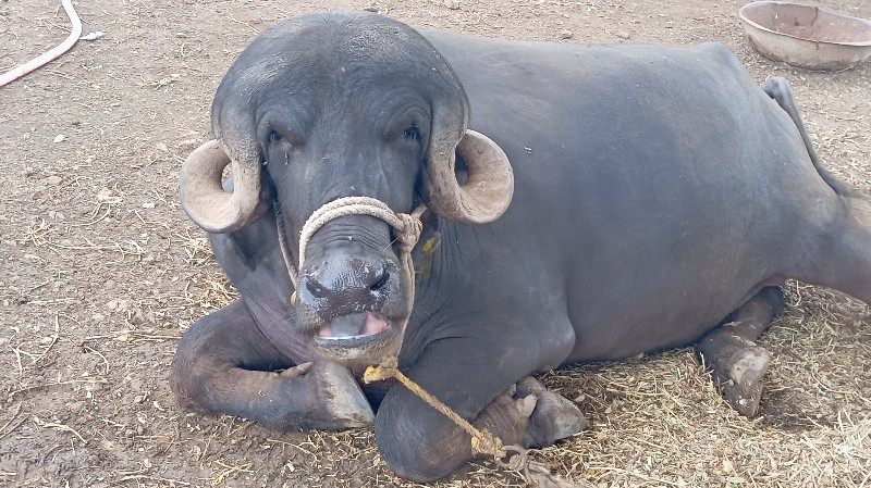 આ ખડેલીયો પાડો...