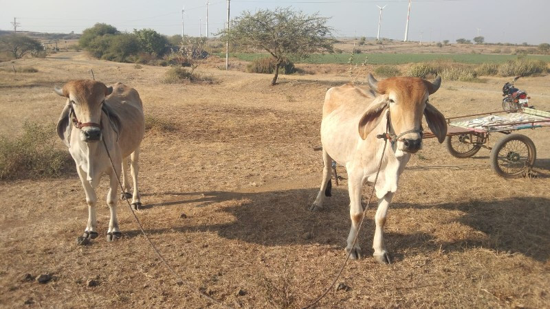 ગોઢલા વેચવાના છ...