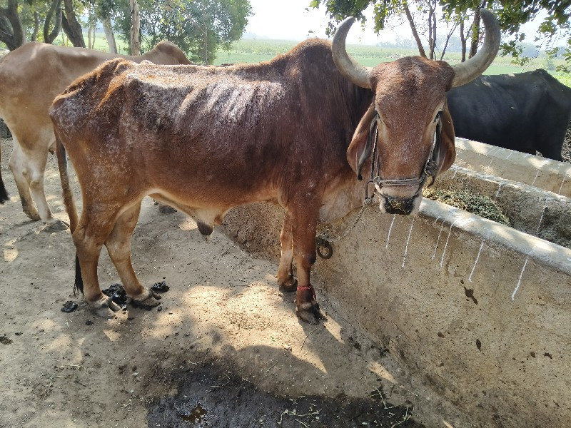 બળદ વેચવાનો છે