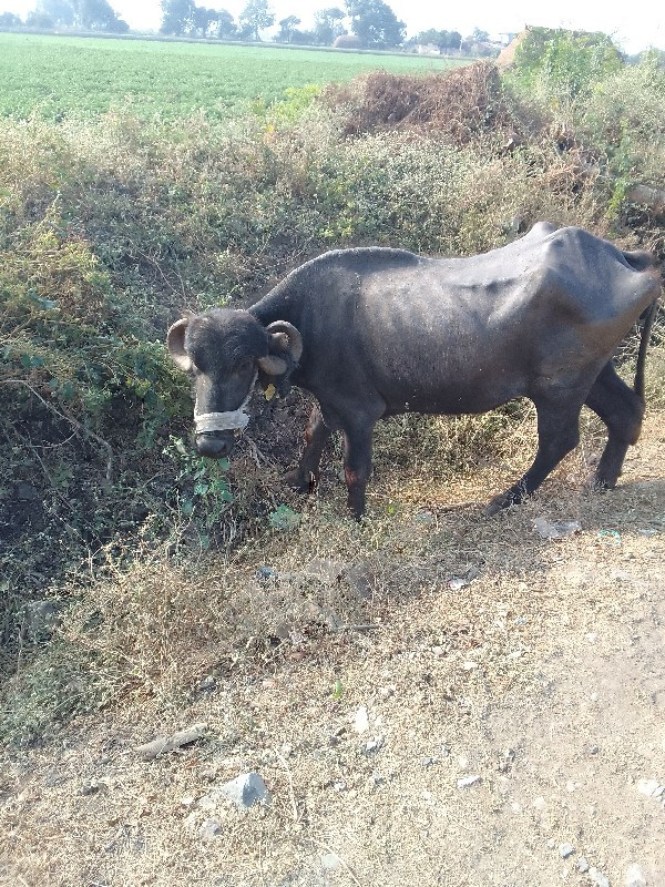 ભેસ વેસવાની છે