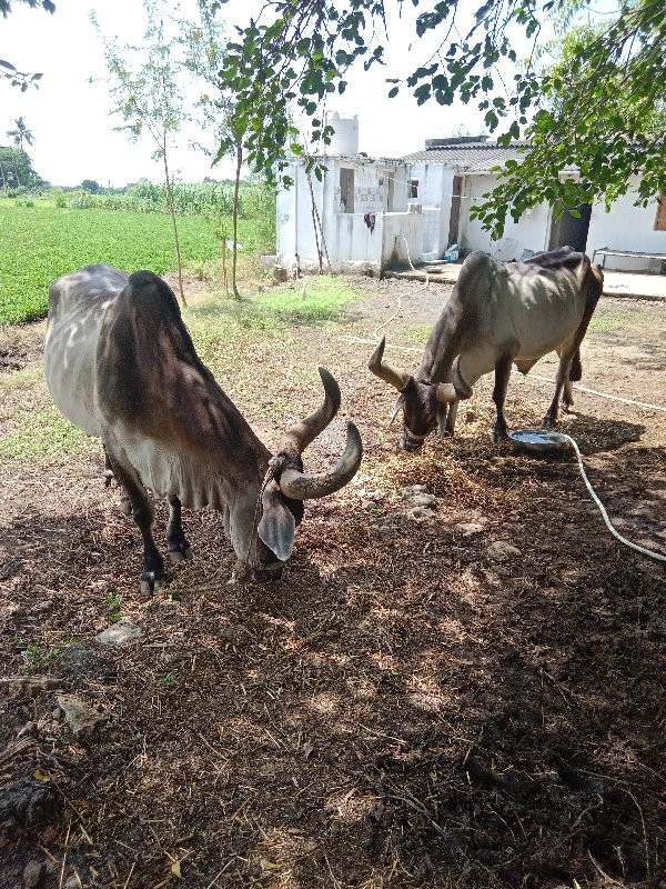 વઢીયારા બળદ વેચ...