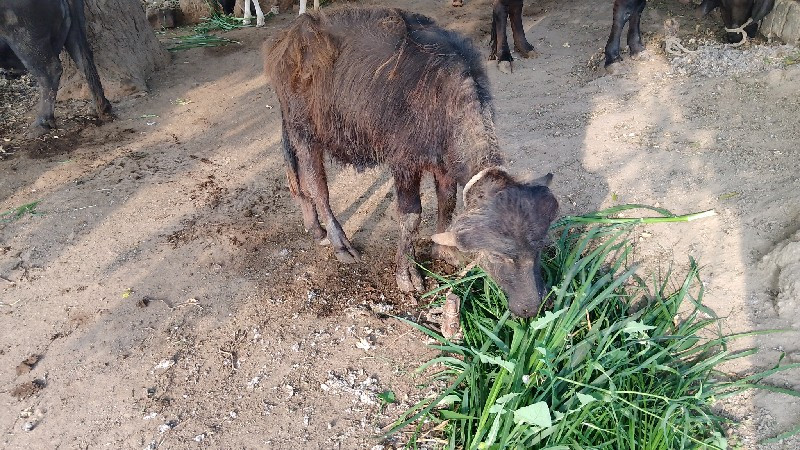 પાડો