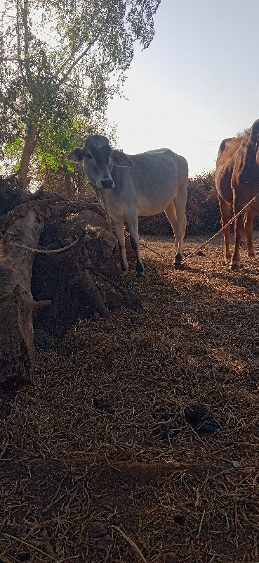 કોરોસીગ જળસી વા...