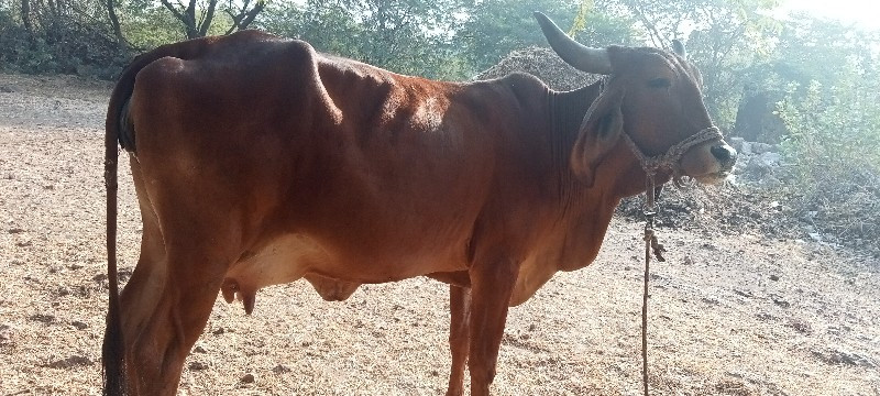 ગાય.વેચવા.નીછે