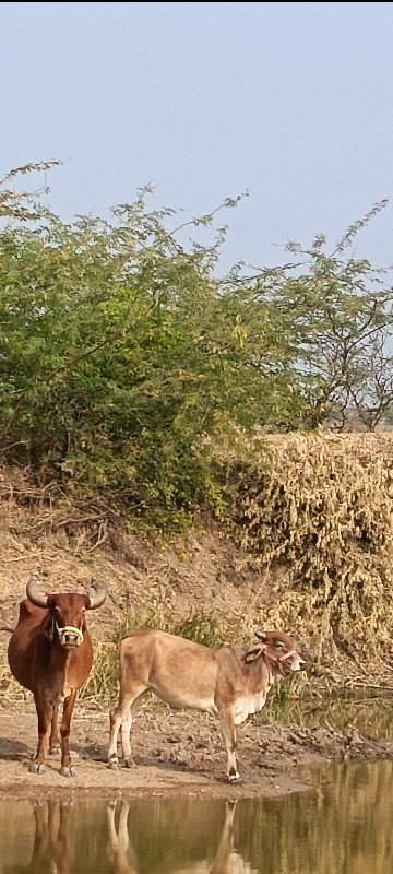 ગાય  ને વાસડી બ...