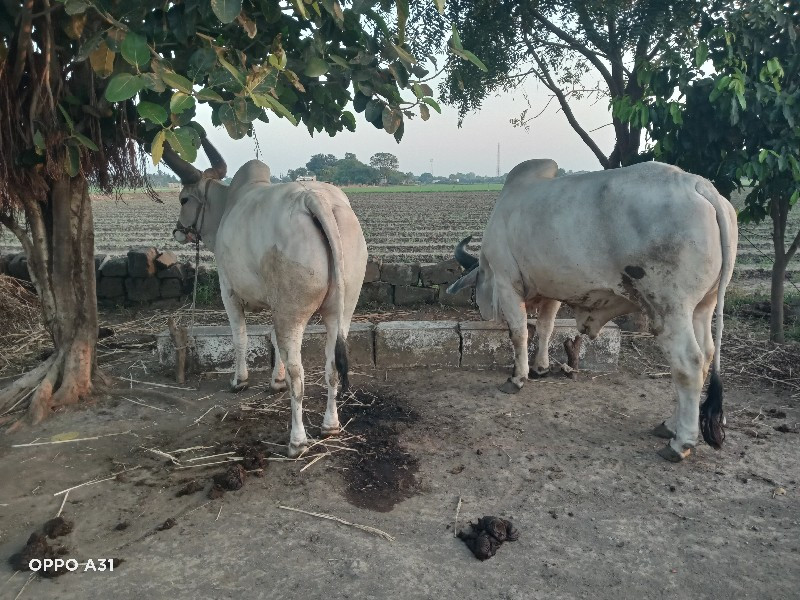 એક વાવણી વાવેલા...