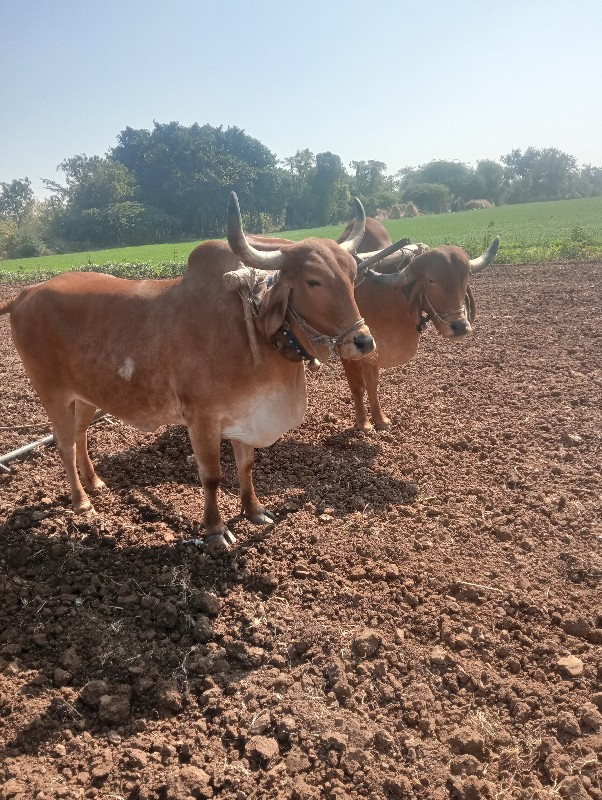 ગોઢલા વેસવાનાછે